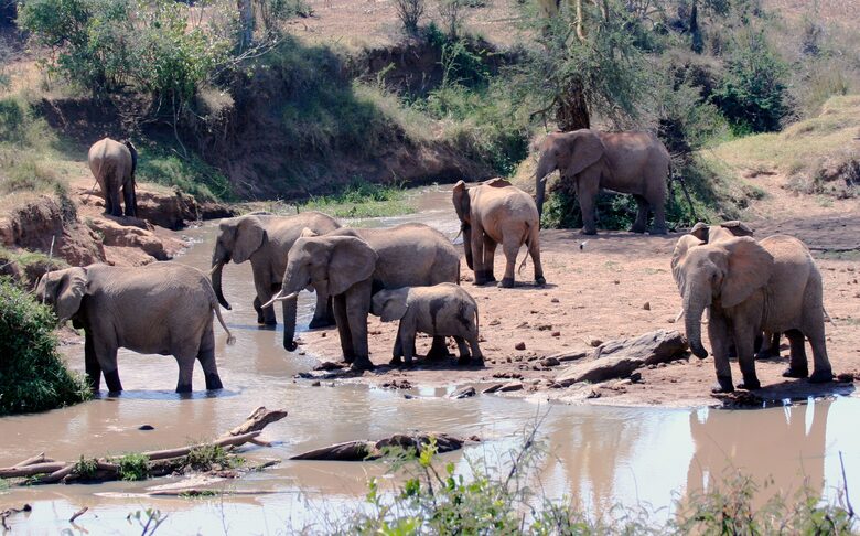 A Private Tent at Laikipia Wilderness Camp - Nanyuki, Kenya