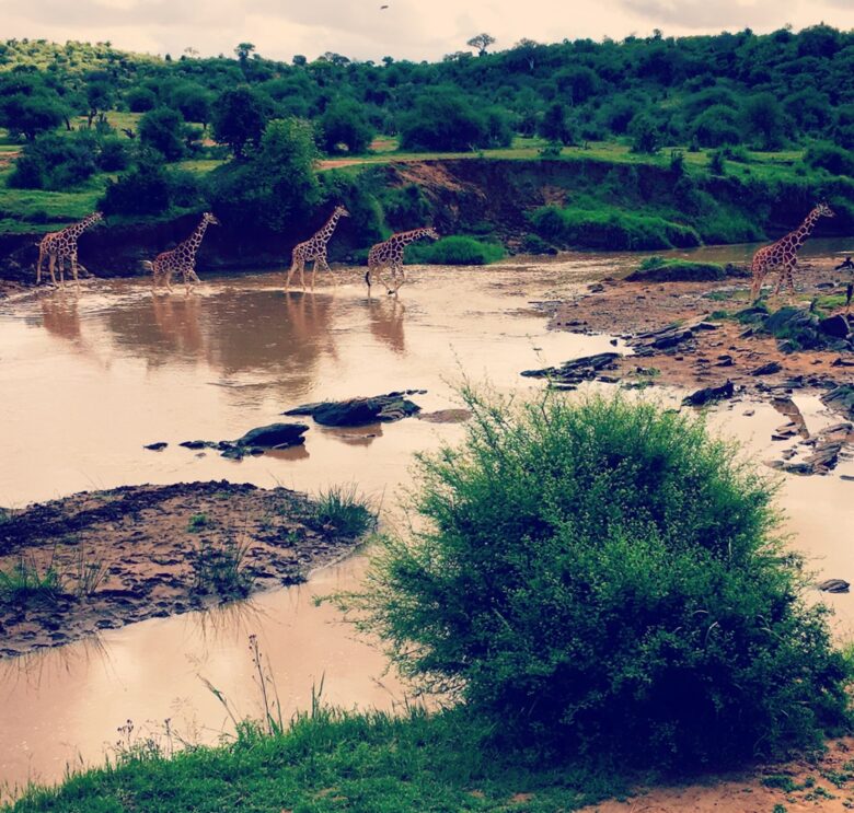 A Private Tent at Laikipia Wilderness Camp - Nanyuki, Kenya