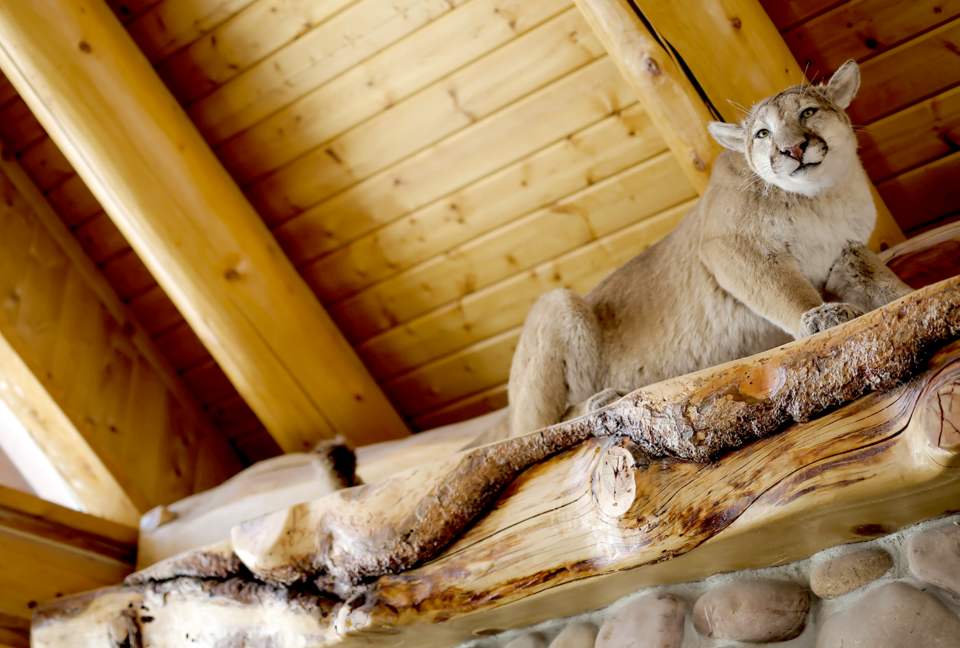 Timber Moose: America's Biggest Log Cabin - Heber City, Utah