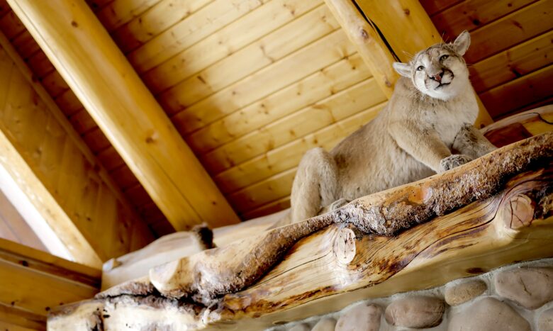Timber Moose: America's Biggest Log Cabin - Heber City, Utah