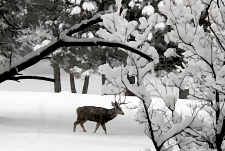 Pagosa Springs Private Retreat - Pagosa Springs, Colorado