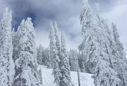 Snow Flower of Steamboat at the Base - Steamboat Springs, Colorado