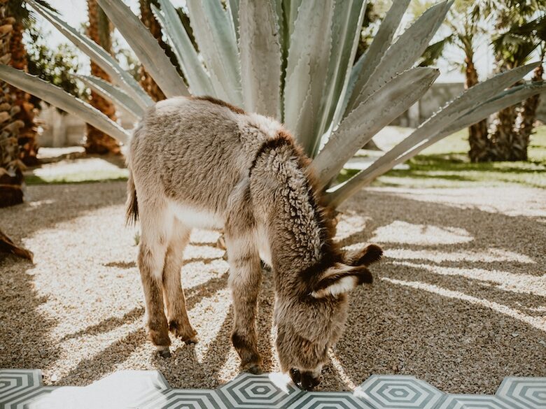 Acre Resort - 2 bedroom Jungle Villa - San Jose del Cabo, Mexico