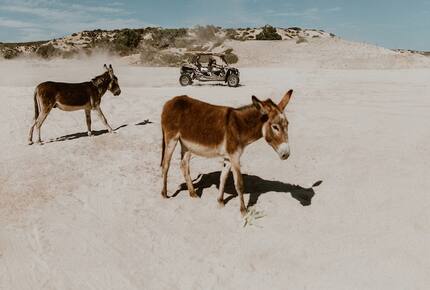 Acre Resort - 2 bedroom Jungle Villa - San Jose del Cabo, Mexico