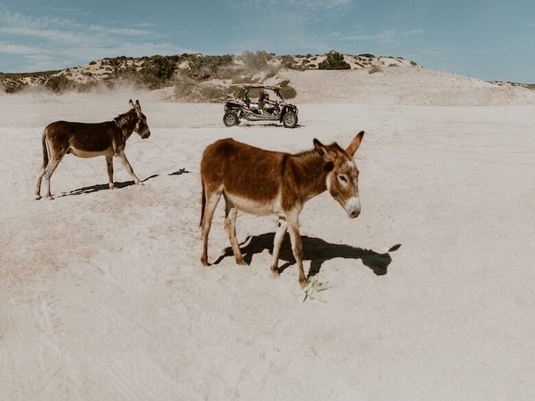 Acre Resort - 2 bedroom Jungle Villa - San Jose del Cabo, Mexico