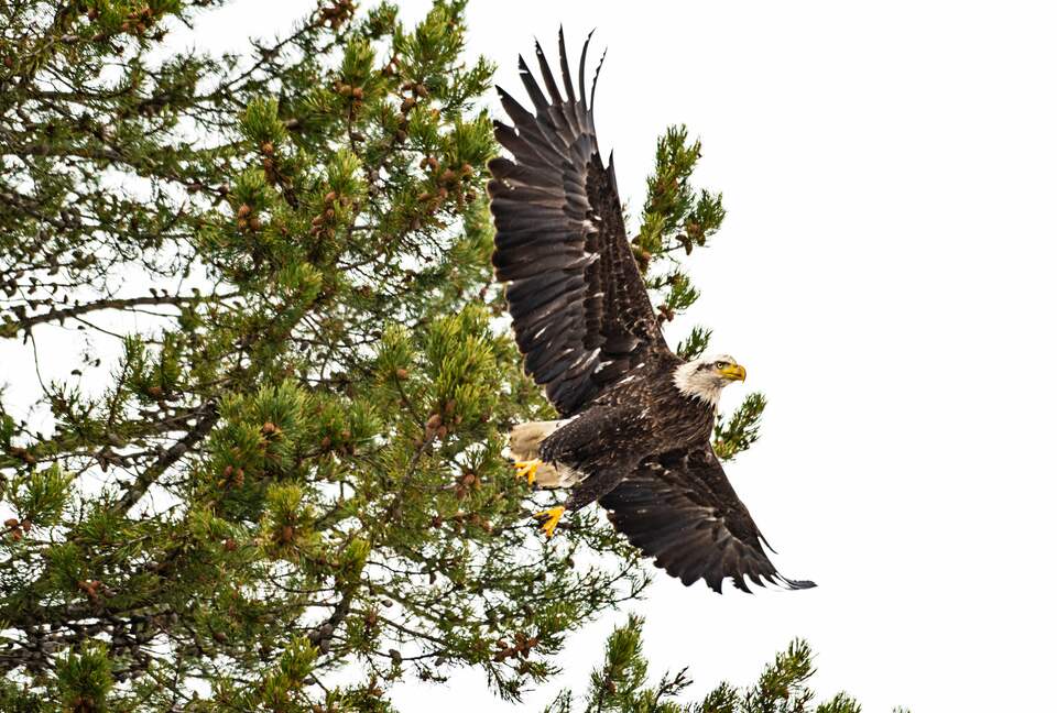 Erikson's Yellowstone Cabin - Island Park, Idaho