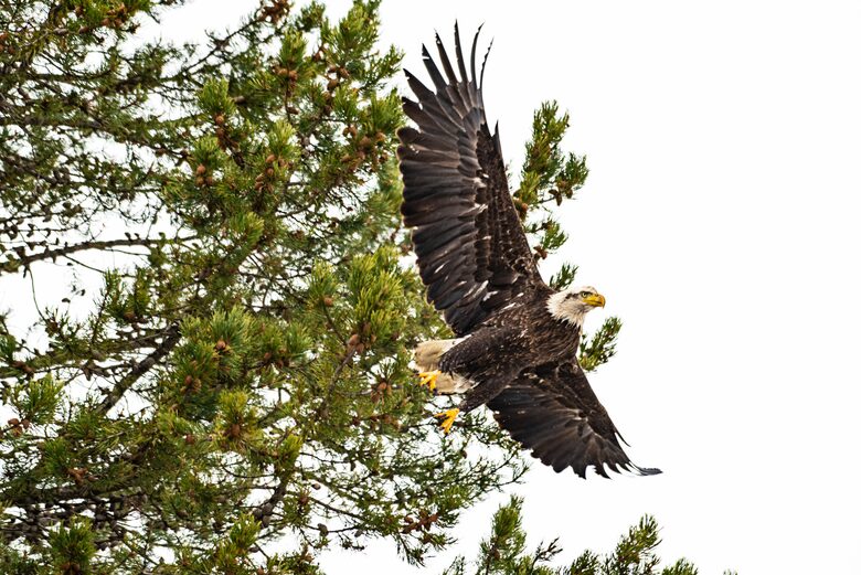 Erikson's Yellowstone Cabin - Island Park, Idaho