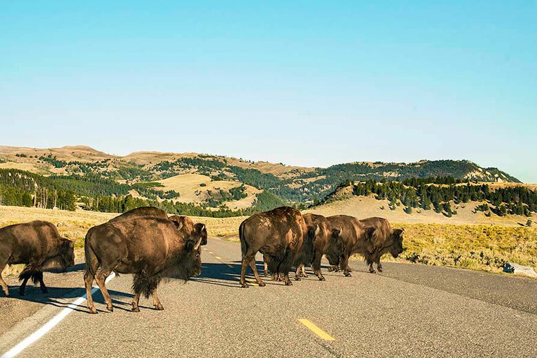 Erikson's Yellowstone Cabin - Island Park, Idaho