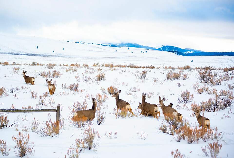 Erikson's Yellowstone Cabin - Island Park, Idaho