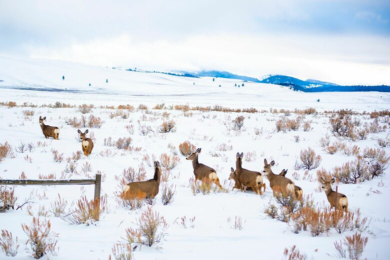 Erikson's Yellowstone Cabin - Island Park, Idaho