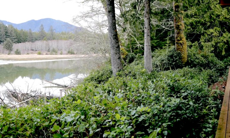 Coastal View - Tofino, Canada