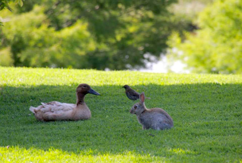 Hololio House - Historic Homestead at Clevedon Polo Club - Auckland, New Zealand