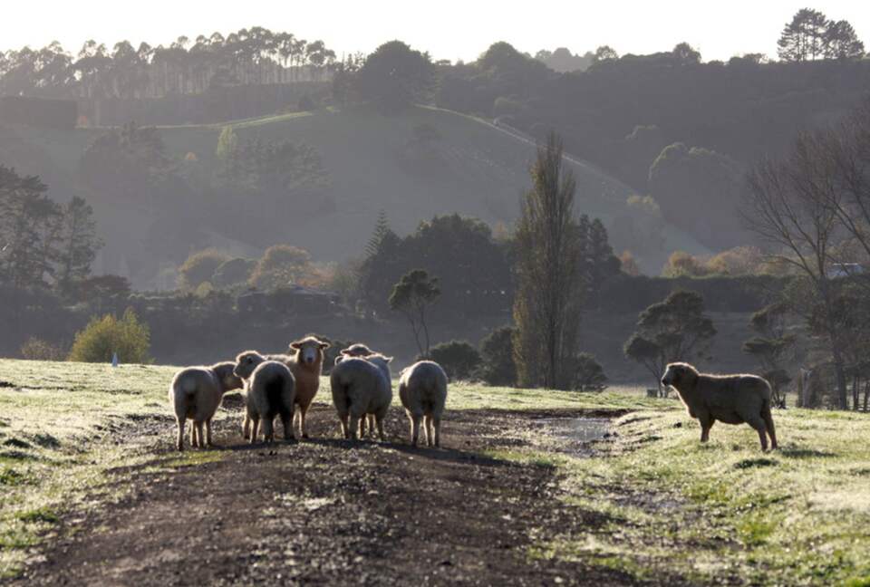 Hololio House - Historic Homestead at Clevedon Polo Club - Auckland, New Zealand