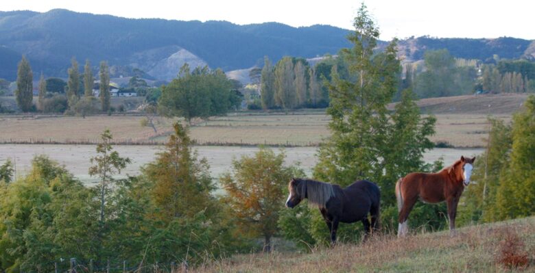 Hololio House - Historic Homestead at Clevedon Polo Club - Auckland, New Zealand