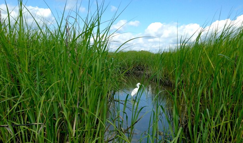 Beach Marsh View Creek Retreat - Georgetown, South Carolina