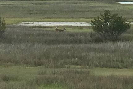 Beach Marsh View Creek Retreat - Georgetown, South Carolina