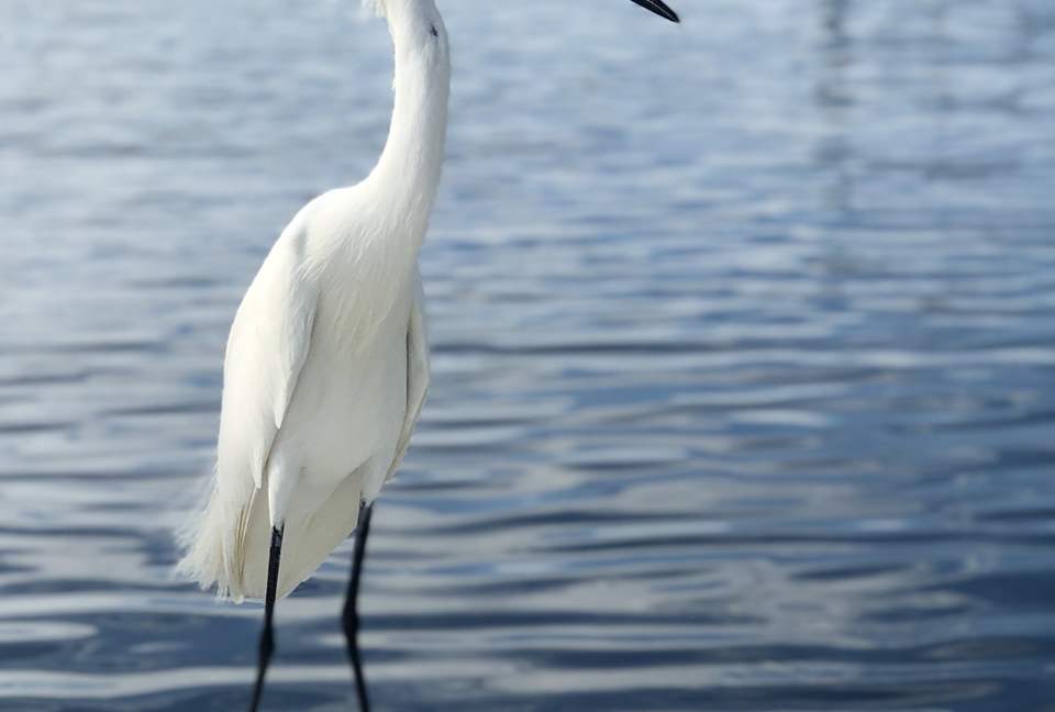Calliope Cottage - North Captiva, Florida