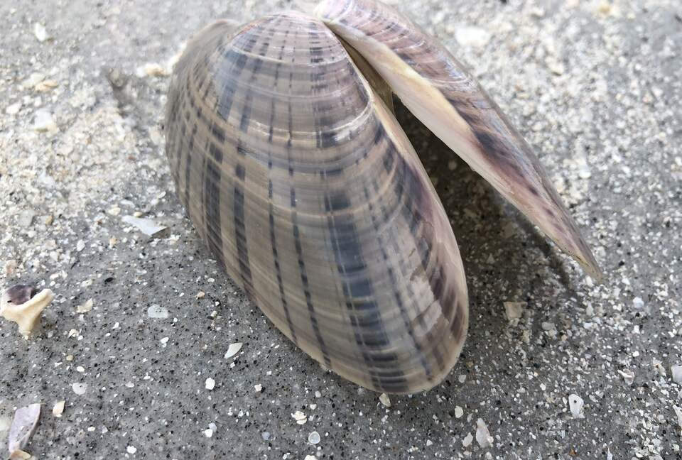 Calliope Cottage - North Captiva, Florida