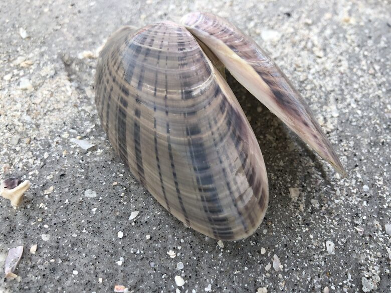 Calliope Cottage - North Captiva, Florida