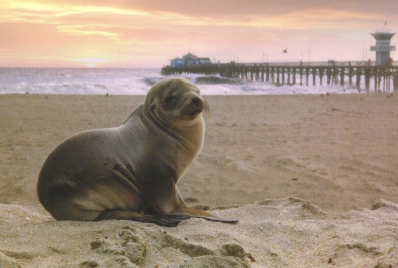 Seal Beach Beauty - Seal Beach, California