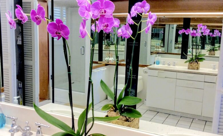 Colony Surf - Honolulu, Hawaii