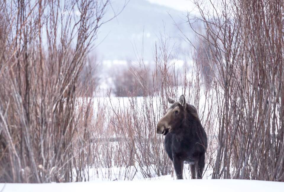 Four Seasons Jackson Hole - Three-Bedroom Resort Residence - Jackson Hole, Wyoming