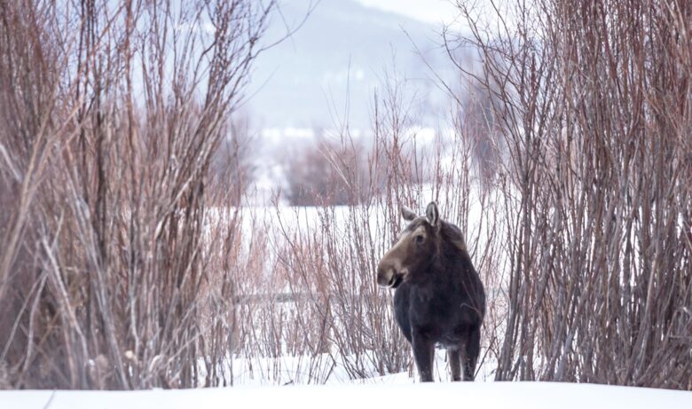 Four Seasons Jackson Hole - Three-Bedroom Resort Residence - Jackson Hole, Wyoming