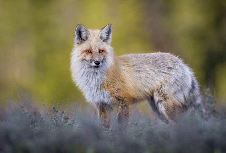 Four Seasons Jackson Hole - Three-Bedroom Resort Residence - Jackson Hole, Wyoming