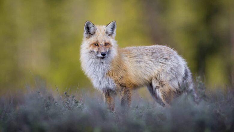 Four Seasons Jackson Hole - Three-Bedroom Resort Residence - Jackson Hole, Wyoming