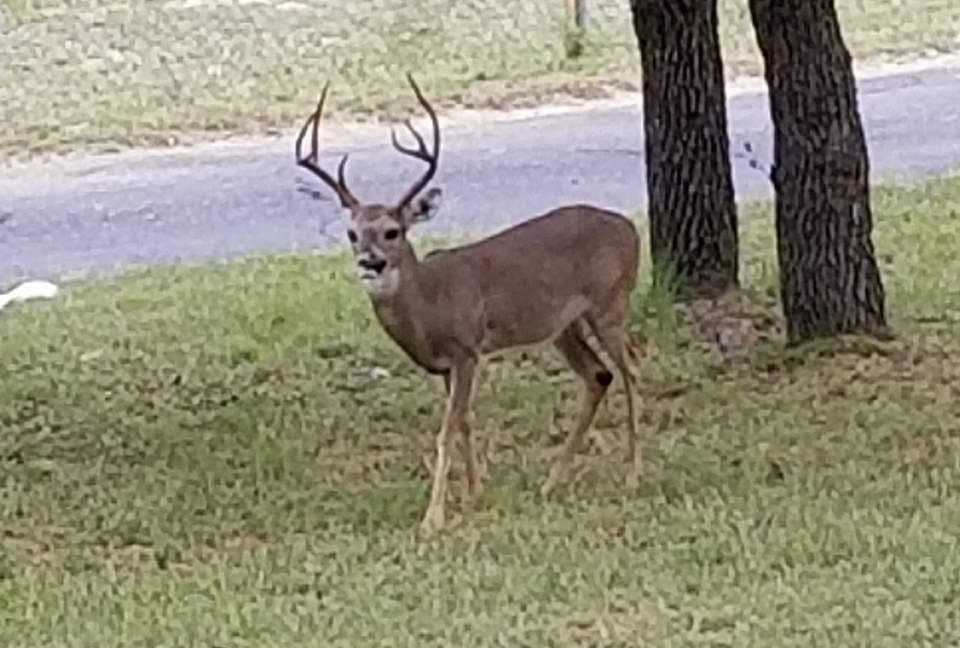 The Stonehouse at Canyon Lake - Canyon Lake, Texas