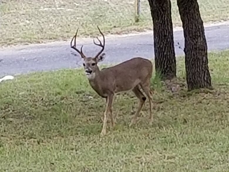 The Stonehouse at Canyon Lake - Canyon Lake, Texas