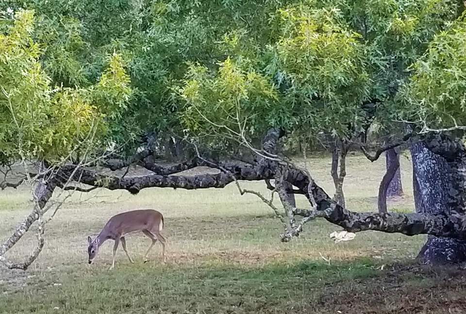 The Stonehouse at Canyon Lake - Canyon Lake, Texas