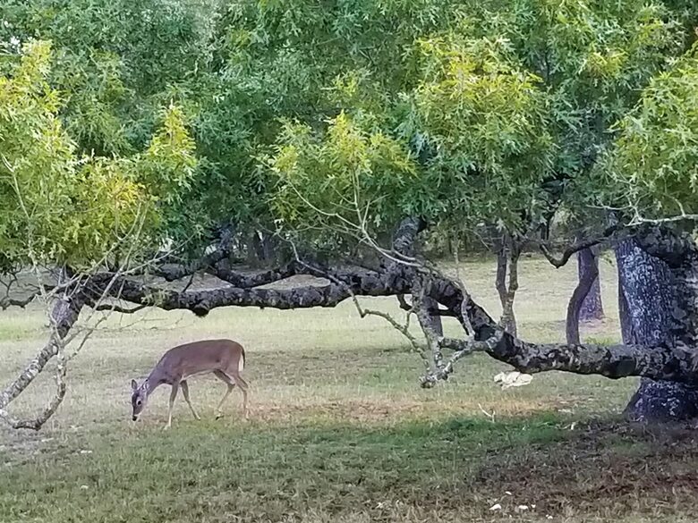 The Stonehouse at Canyon Lake - Canyon Lake, Texas