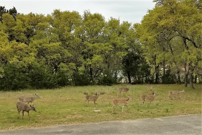 The Stonehouse at Canyon Lake - Canyon Lake, Texas