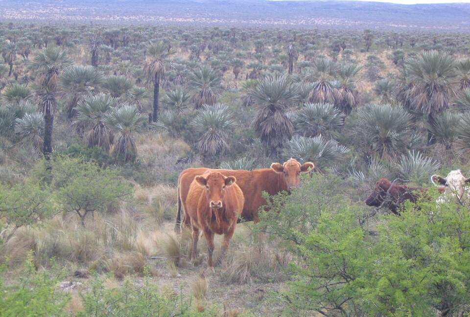 Historic Charmer in the Heart of Argentina's Countryside - Estancia San Pedro Viejo, Argentina
