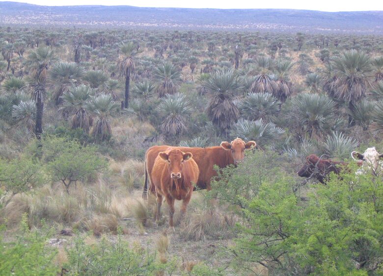 Historic Charmer in the Heart of Argentina's Countryside - Estancia San Pedro Viejo, Argentina