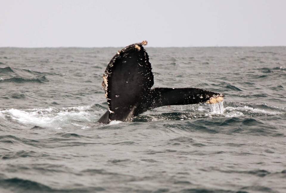 Casa Liliana - La Cruz de Huanacaxtle, Mexico