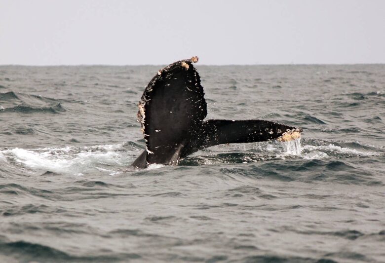 Casa Liliana - La Cruz de Huanacaxtle, Mexico