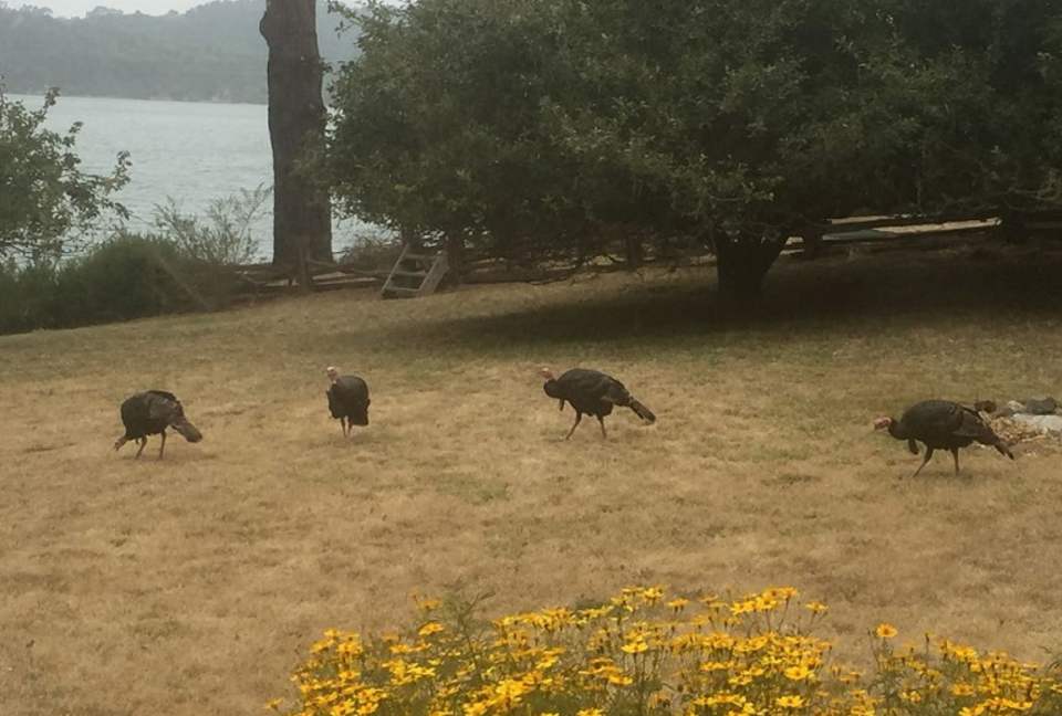 Oyster Cove Cottage - Tomales Bay, California