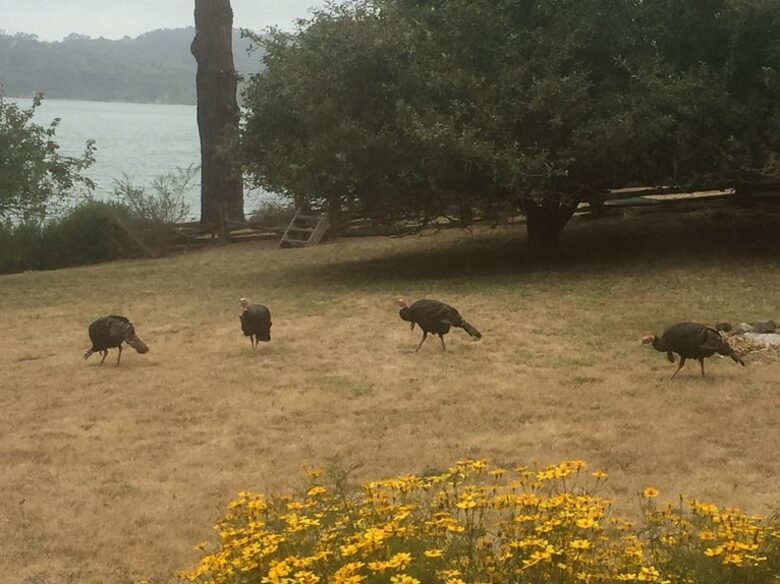 Oyster Cove Cottage - Tomales Bay, California