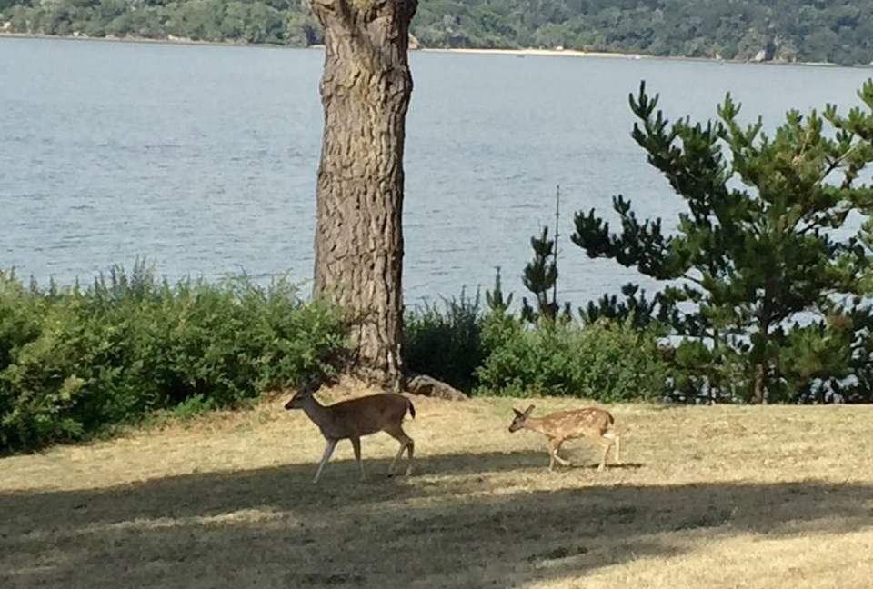 Oyster Cove Cottage - Tomales Bay, California