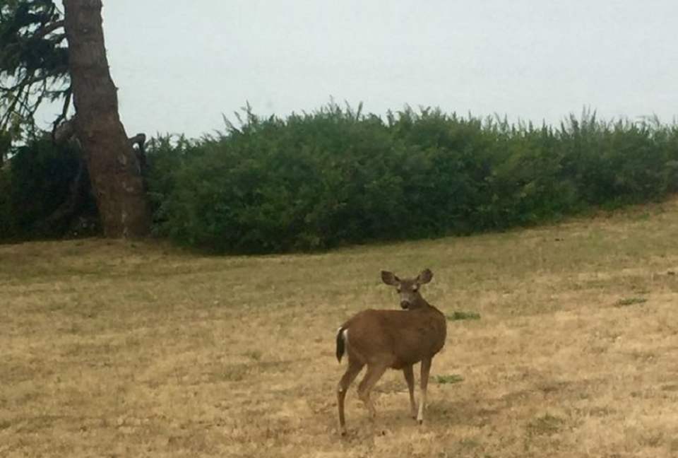 Oyster Cove Cottage - Tomales Bay, California