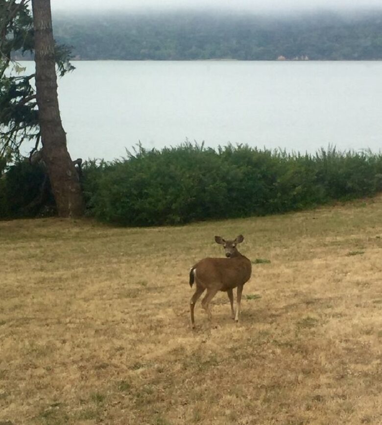 Oyster Cove Cottage - Tomales Bay, California