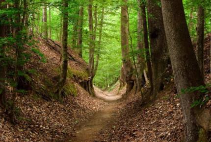 Lyric and Leiper's Fork - Nashville Area! - Franklin, Tennessee