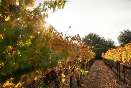 Unwined Napa - Napa, California