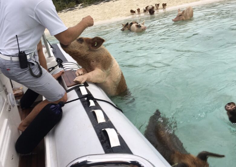 Sea Siren (R) - Harbour Island, Bahamas