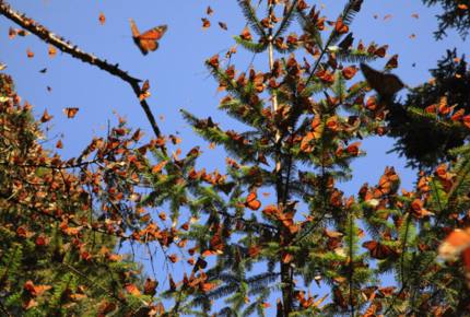 Home in Avandaro Country Club - Valle de Bravo, Mexico