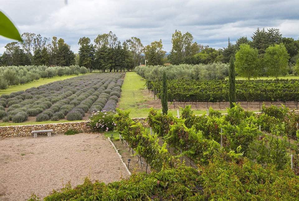 San Miguel Vineyard Estate - San Miguel de Allende, Mexico