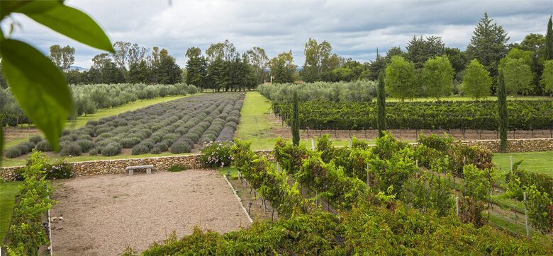 San Miguel Vineyard Estate - San Miguel de Allende, Mexico