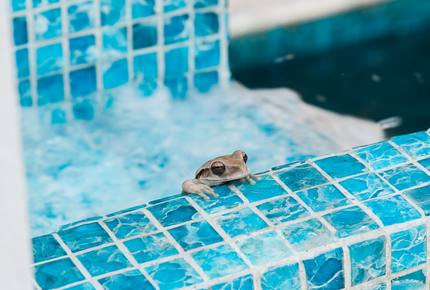 Villa Coronado on the Mexican Caribbean! - Cozumel, Mexico